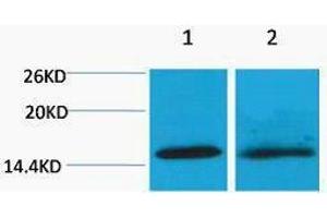 Western Blotting (WB) image for anti-Histone H4 (2meLys20) antibody (ABIN3181319) (Histone H4 抗体  (2meLys20))