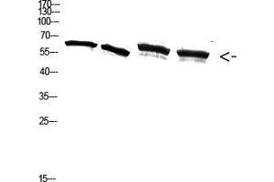 Western Blot (WB) analysis of A549 3T3 293T K562 cells using Antibody diluted at 2000. (NF-kB p65 抗体  (pSer536))