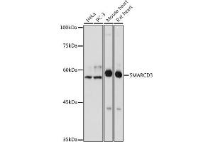 Western blot analysis of extracts of various cell lines, using SM antibody  at 1:1000 dilution. (SMARCD3 抗体)