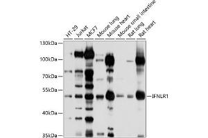 Western blot analysis of extracts of various cell lines, using IFNLR1 antibody (ABIN6129401, ABIN6142210, ABIN6142211 and ABIN6214210) at 1:1000 dilution. (IL28RA 抗体  (AA 21-228))