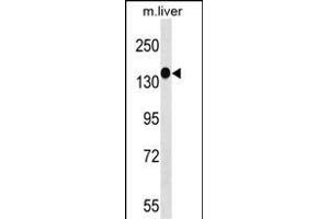 SG Antibody (N-term) (ABIN1539543 and ABIN2849736) western blot analysis in mouse liver tissue lysates (35 μg/lane). (PEAK1 抗体  (N-Term))