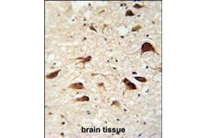 C antibody (C-term) (ABIN654459 and ABIN2844192) immunohistochemistry analysis in formalin fixed and paraffin embedded human brain tissue followed by peroxidase conjugation of the secondary antibody and DAB staining. (SLC35F6 抗体  (C-Term))