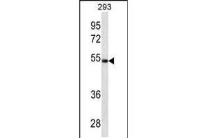 Western blot analysis in 293 cell line lysates (35ug/lane). (LGMN 抗体  (N-Term))