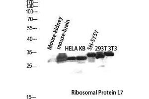 Western Blot (WB) analysis of Mouse Kidney Mouse Brain HeLa KB SH-SY5Y 293T 3T3 lysis using Ribosomal Protein L7 antibody. (RPL7 抗体  (C-Term))
