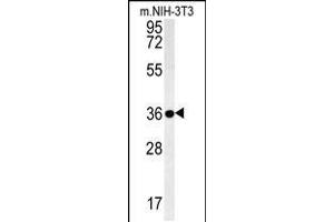 Western blot analysis in mouse NIH-3T3 cell line lysates (35ug/lane). (LGALS9B 抗体  (AA 160-188))