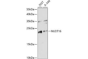 Western blot analysis of extracts of various cell lines, using NUDT16 antibody (ABIN7269069) at 1:1000 dilution.