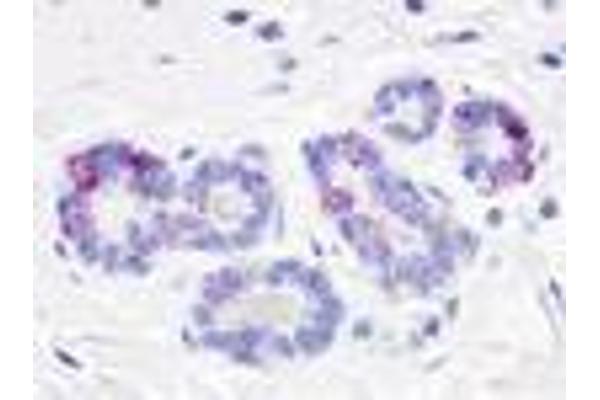 GPR52 抗体  (Cytoplasmic Domain)
