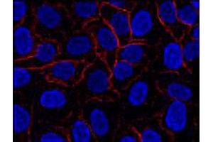 Immunofluorescence staining of AHNAK in HeLa cell line using AHNAK monoclonal antibody, clone EM-09 (Cat # MAB3607 ; red). (AHNAK 抗体  (N-Term))