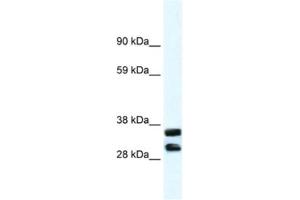 Western Blotting (WB) image for anti-Annexin A13 (ANXA13) antibody (ABIN2461381) (Annexin A13 抗体)