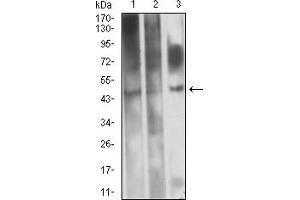 Western blot analysis using CD361 mouse mAb against HL-60 (1), Raji (2), and PC-12 (3) cell lysate.