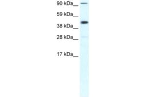 Western Blotting (WB) image for anti-Polymerase (RNA) II (DNA Directed) Polypeptide B, 140kDa (POLR2B) antibody (ABIN2460473) (POLR2B 抗体)