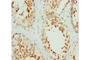 Immunohistochemistry of paraffin-embedded human testis tissue using ABIN7167743 at dilution of 1:100 (RCN2 抗体  (AA 23-180))