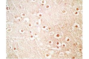 Mouse brain tissue stained by Rabbit Anti-NERP-1 (Human) Antibody (NERP-1 抗体  (Preproprotein))