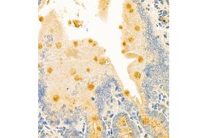 Immunohistochemistry of paraffin embedded mouse duodenum using CLCA1 (ABIN7073472) at dilution of 1:700 (400x lens) (CLCA1 抗体)