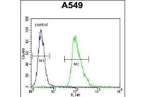 AQP12B Antibody (C-term) (ABIN655768 and ABIN2845208) flow cytometric analysis of A549 cells (right histogram) compared to a negative control cell (left histogram). (Aquaporin 12B 抗体  (C-Term))
