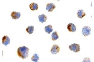 Immunohistochemistry (IHC) image for anti-Peptidyl-tRNA Hydrolase 2 (PTRH2) (N-Term) antibody (ABIN1031275) (PTRH2 抗体  (N-Term))