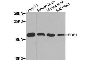 Western blot analysis of extracts of various cell lines, using EDF1 antibody. (EDF1 抗体  (AA 1-148))