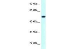 Image no. 1 for anti-Nicotinate phosphoribosyltransferase (NAPRT) (AA 401-450) antibody (ABIN6747915) (NAPRT1 抗体  (AA 401-450))