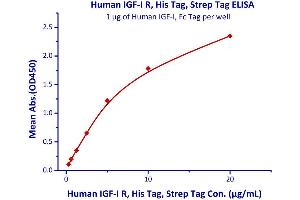 Binding Studies (Bind) image for Insulin-Like Growth Factor 1 Receptor (IGF1R) (AA 31-932) (Active) protein (His tag) (ABIN2181260)