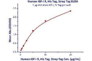 Immobilized Human IGF-I, Fc Tag (Cat# IG1-H4269) at 5μg/mL (100 µl/well),can bind Human IGF-I R, His Tag (Cat# IGR-H5229) with a linear range of 0. (IGF1R Protein (AA 31-932) (His tag))