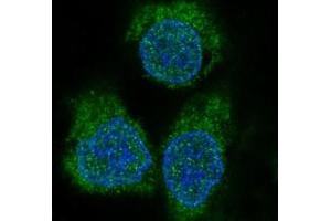 Immunofluorescence (IF) image for anti-Eukaryotic Translation Initiation Factor 4E Binding Protein 1 (EIF4EBP1) antibody (ABIN7606936)