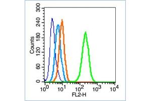 HepG2 cells werefixed with 70% ice-cold methanol overnight at 4℃, permeabilized with 90% ice-cold methanol for 20 min at -20℃, and incubated in 5% BSA blocking buffer for 30 min at room temperature. (FAK 抗体  (pTyr861))