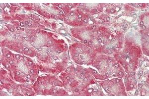 Immunohistochemistry (IHC) image for anti-Protein S (PROS) (AA 481-667) antibody (ABIN7438076)