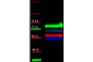 primary and DyLight conjugated secondary antibodies were used to detect: Human transferrin (1° 109-4134, green 2° 611-743-127); Alpha 1 anti trypsin (1° 100-101-147, red 2° 605-742-125); and Human IgG (1° 109-3102, Blue 2° 610-741-124) in a multiplex fluorescent western blot of human serum. (小鼠 anti-人 IgG (Heavy & Light Chain) Antibody (FITC))