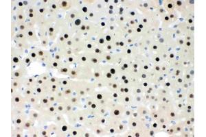 IHC analysis of RbAp48 using anti-RbAp48 antibody (ABIN3043920).