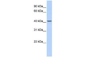 JMJD5 antibody used at 2. (JMJD5 抗体  (N-Term))