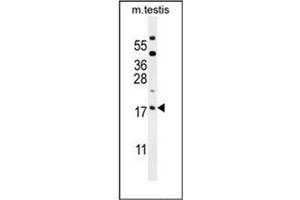 Western blot analysis of ORMDL3 Antibody (Center) in mouse testis tissue lysates (35ug/lane).