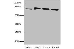 Western blot All lanes: RUFY1 antibody at 7. (RUFY1 抗体  (AA 439-708))