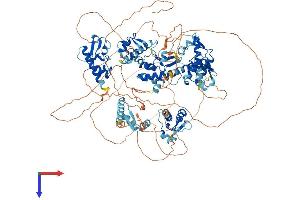 GTF2IRD1 Protein (AA 1-1104) (His tag)