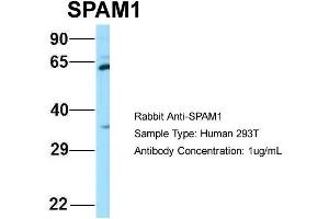 Host: Rabbit Target Name: SPAM1 Sample Type: 293T Antibody Dilution: 1. (SPAM1 抗体  (C-Term))