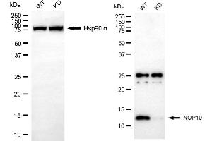 Western blotting analysis using NOP10 antibody (ABIN7799624). (Recombinant Nop10 抗体)