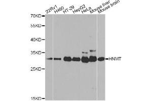 Western blot analysis of extracts of various cell lines, using HNMT antibody (ABIN5971352) at 1/1000 dilution. (HNMT 抗体)