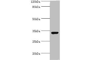 Western blot All lanes: CRX antibody at 2 μg/mL + 293T whole cell lysate Secondary Goat polyclonal to rabbit IgG at 1/10000 dilution Predicted band size: 32 kDa Observed band size: 32 kDa (CRX 抗体  (AA 120-285))