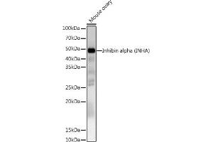 Western blot analysis of extracts of Mouse ovary, using Inhibin alpha (INHA) Rabbit pAb antibody (ABIN6128093, ABIN6142457, ABIN6142458 and ABIN6218833) at 1:1000 dilution. (Inhibin alpha 抗体  (AA 19-366))