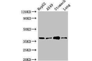 Western Blot Positive WB detected in: HepG2 whole cell lysate, A549 whole cell lysate, Mouse stomach tissue, Mouse lung tissue All lanes: PARD6A antibody at 2. (PARD6A 抗体  (AA 248-344))