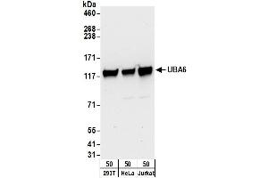 anti-Ubiquitin-Like Modifier Activating Enzyme 6 (UBA6) (AA 1002-1052) antibody