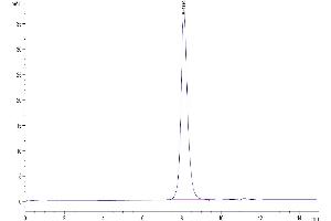 The purity of Biotinylated Human ULBP-2 is greater than 95 % as determined by SEC-HPLC. (ULBP2 Protein (His-Avi Tag,Biotin))