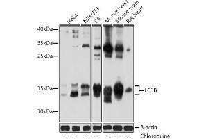 Western blot analysis of extracts of various cell lines, using LC3B antibody (ABIN6129924 and ABIN6143474) at 1:1000 dilution.