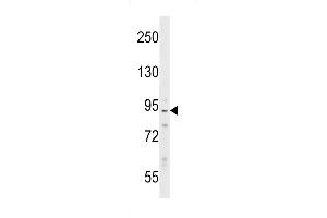 Western Blotting (WB) image for anti-Protein Phosphatase 1, Regulatory Subunit 9B, Spinophilin (PPP1R9B) (AA 24-53), (N-Term) antibody (ABIN5531728)