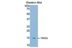 Western Blotting (WB) image for anti-Interleukin 13 Receptor, alpha 2 (IL13RA2) (AA 228-338) antibody (ABIN1859341) (IL13RA2 抗体  (AA 228-338))