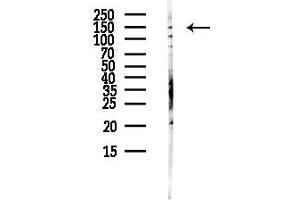 anti-Interleukin 16 (IL16) (C-Term) antibody