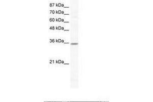 Image no. 1 for anti-Cyclin G2 (CCNG2) (N-Term) antibody (ABIN202291) (Cyclin G2 抗体  (N-Term))