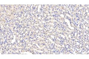 Detection of LEP in Mouse Kidney Tissue using Polyclonal Antibody to Leptin (LEP) (Leptin 抗体  (AA 22-167))