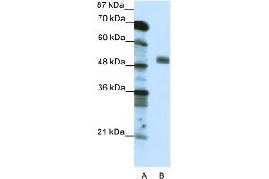 WB Suggested Anti-NFYC  Antibody Titration: 0. (NFYC 抗体  (C-Term))