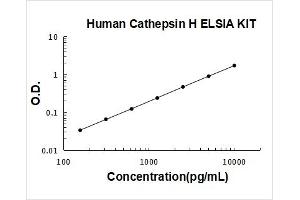 Cathepsin H (CTSH) ELISA Kit