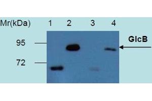 Western Blotting analysis of recombinant protein GlcB produced in Escherichia coli BL21 (lambdaDE3) transfected bacterial culture. (GlcB (M. Tuberculosis) 抗体)